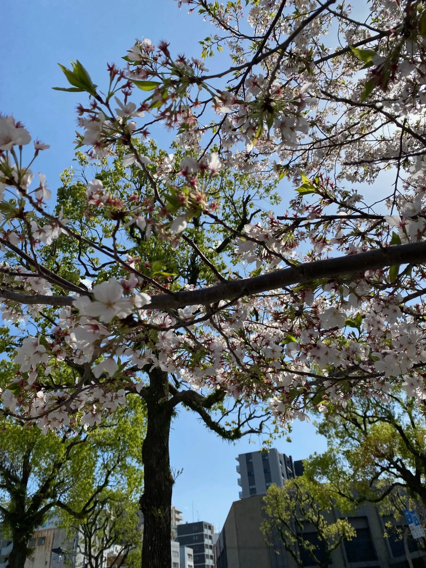 エステWAM 桜