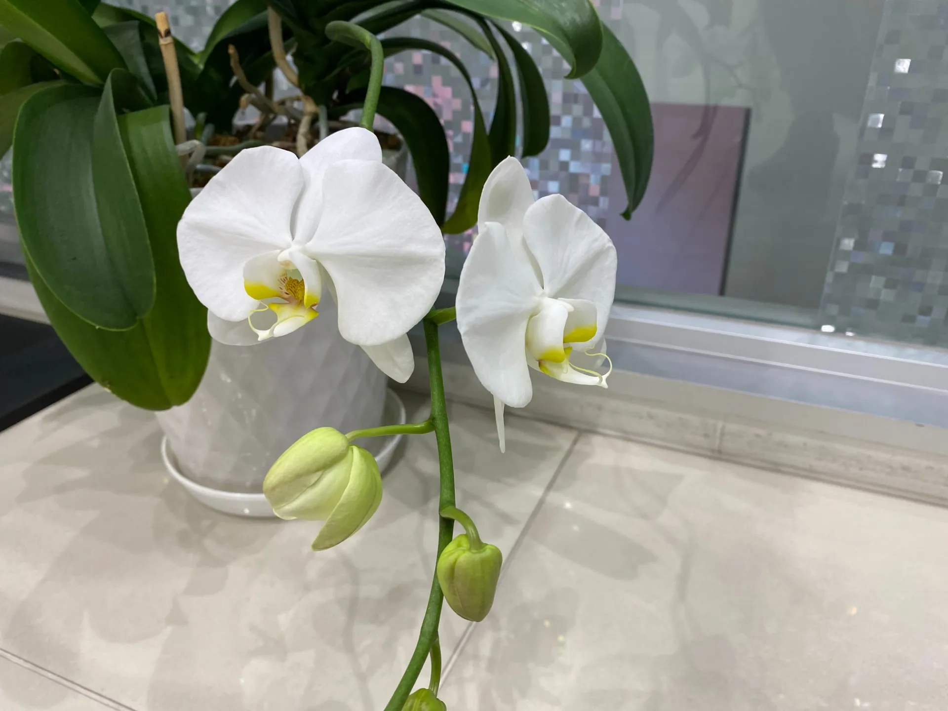 ★エステWAM 開花